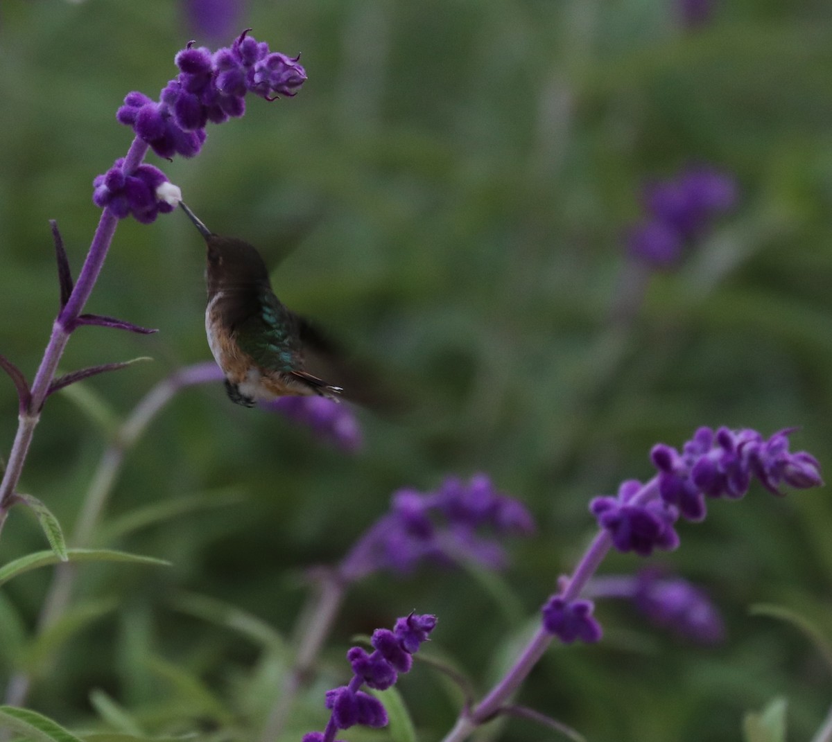 Scintillant Hummingbird - Don Coons