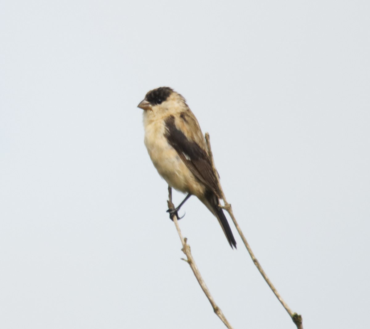 Pearly-bellied Seedeater - ML161484561