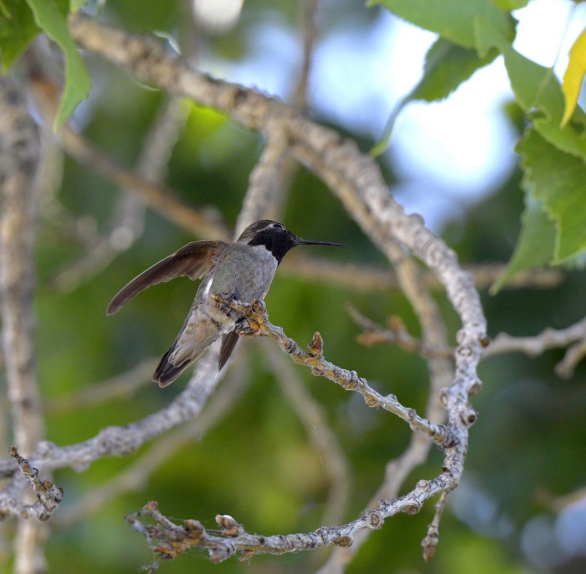 Anna's Hummingbird - ML161485911
