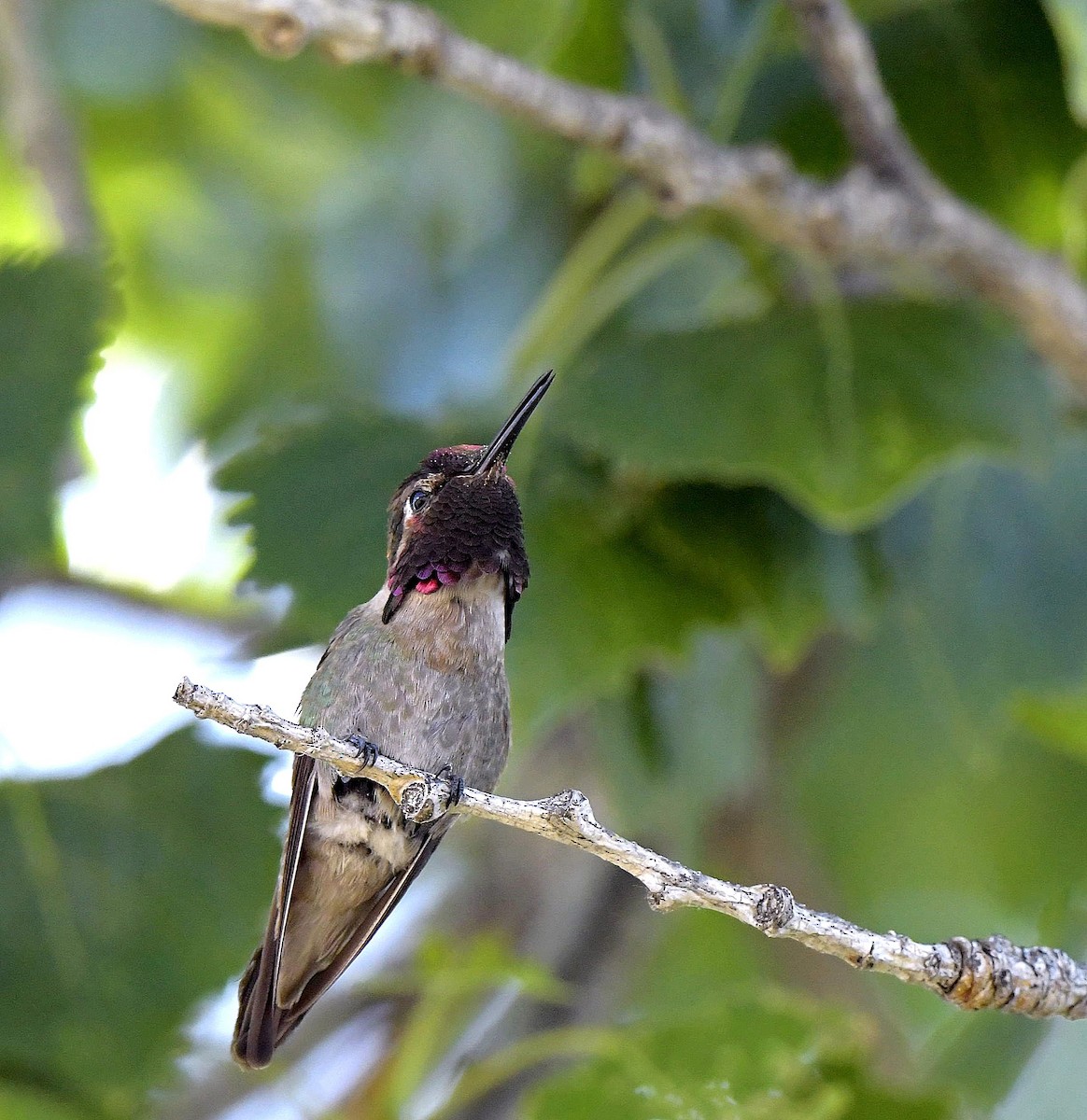 Anna's Hummingbird - Paul Arneson