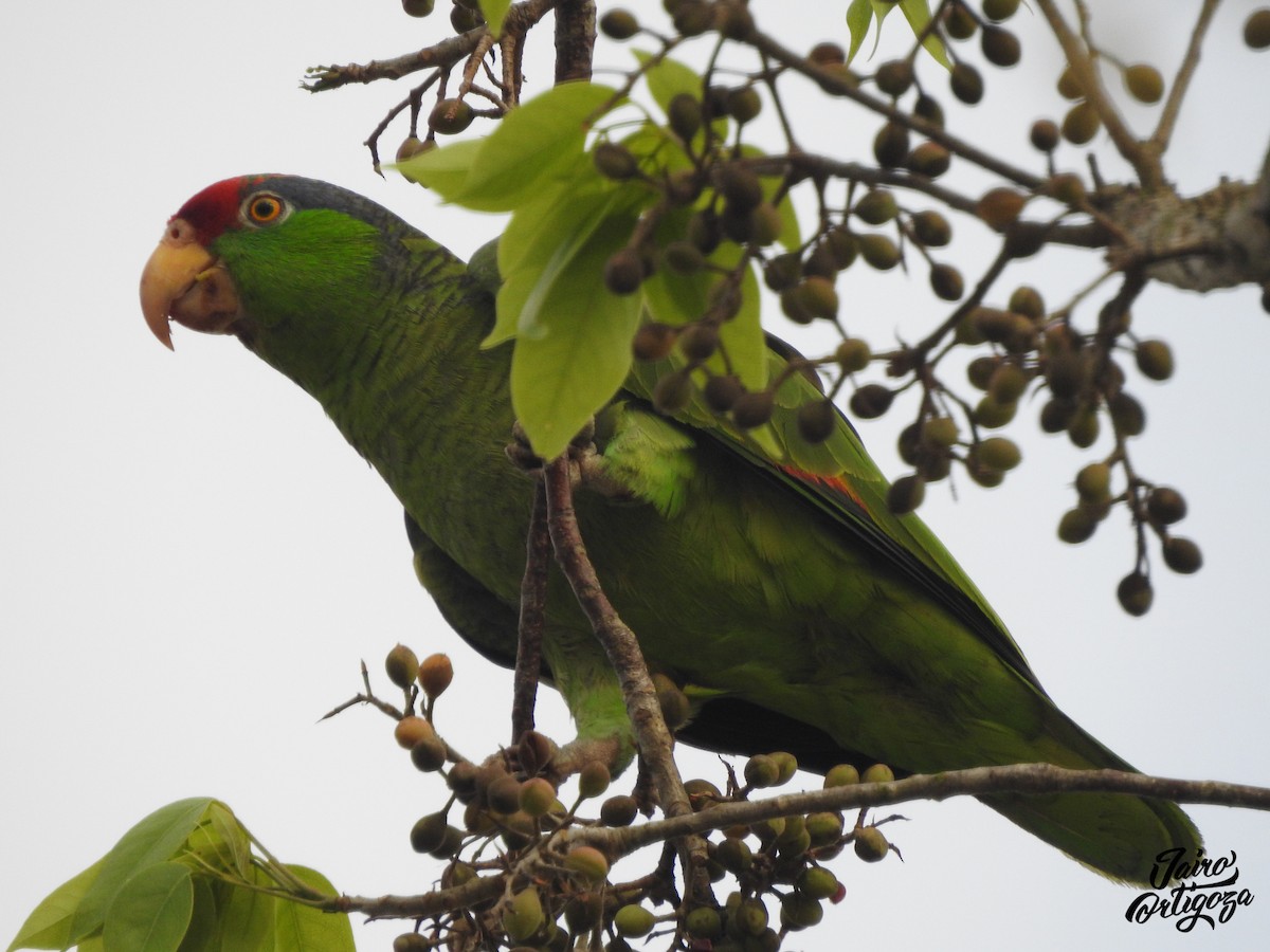 Red-crowned Parrot - Jairo Ortigoza del Angel