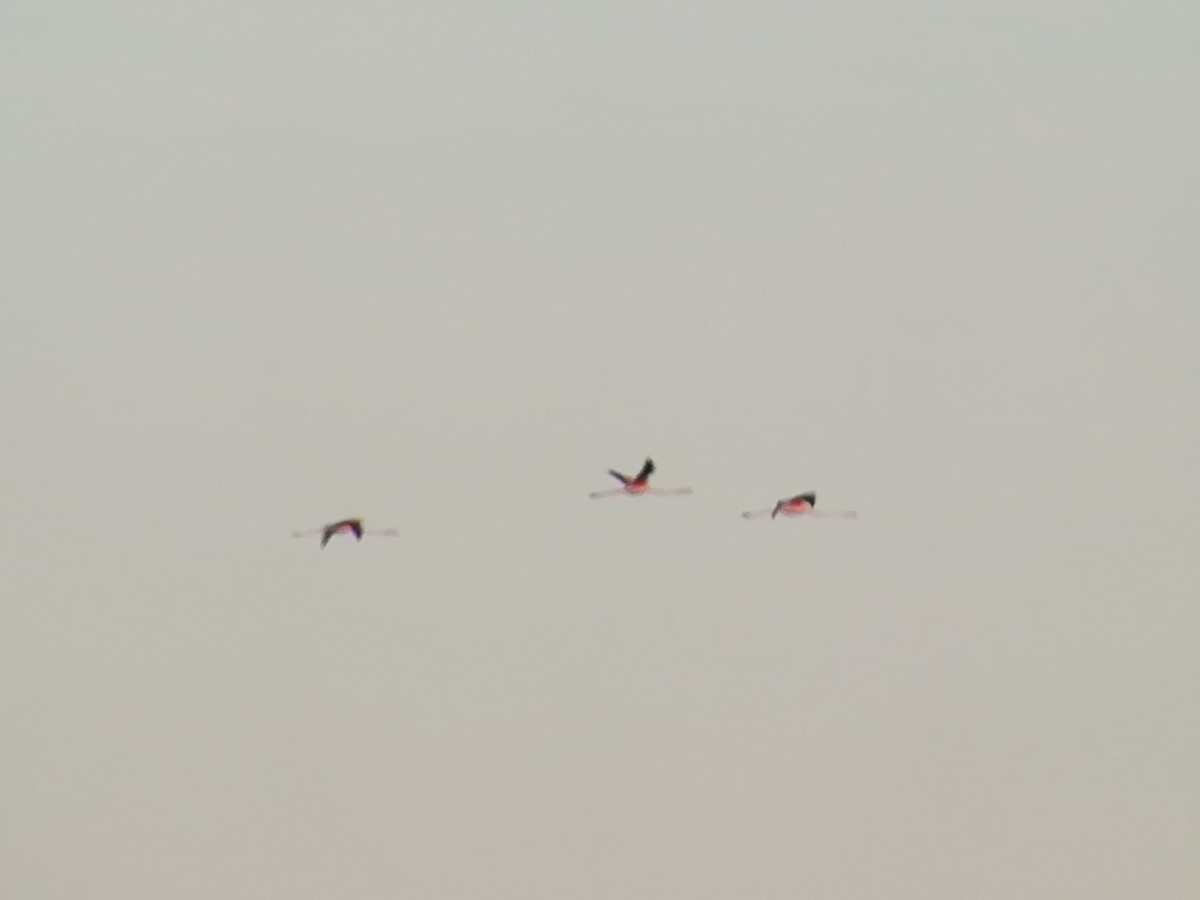 Greater Flamingo - ML161493131