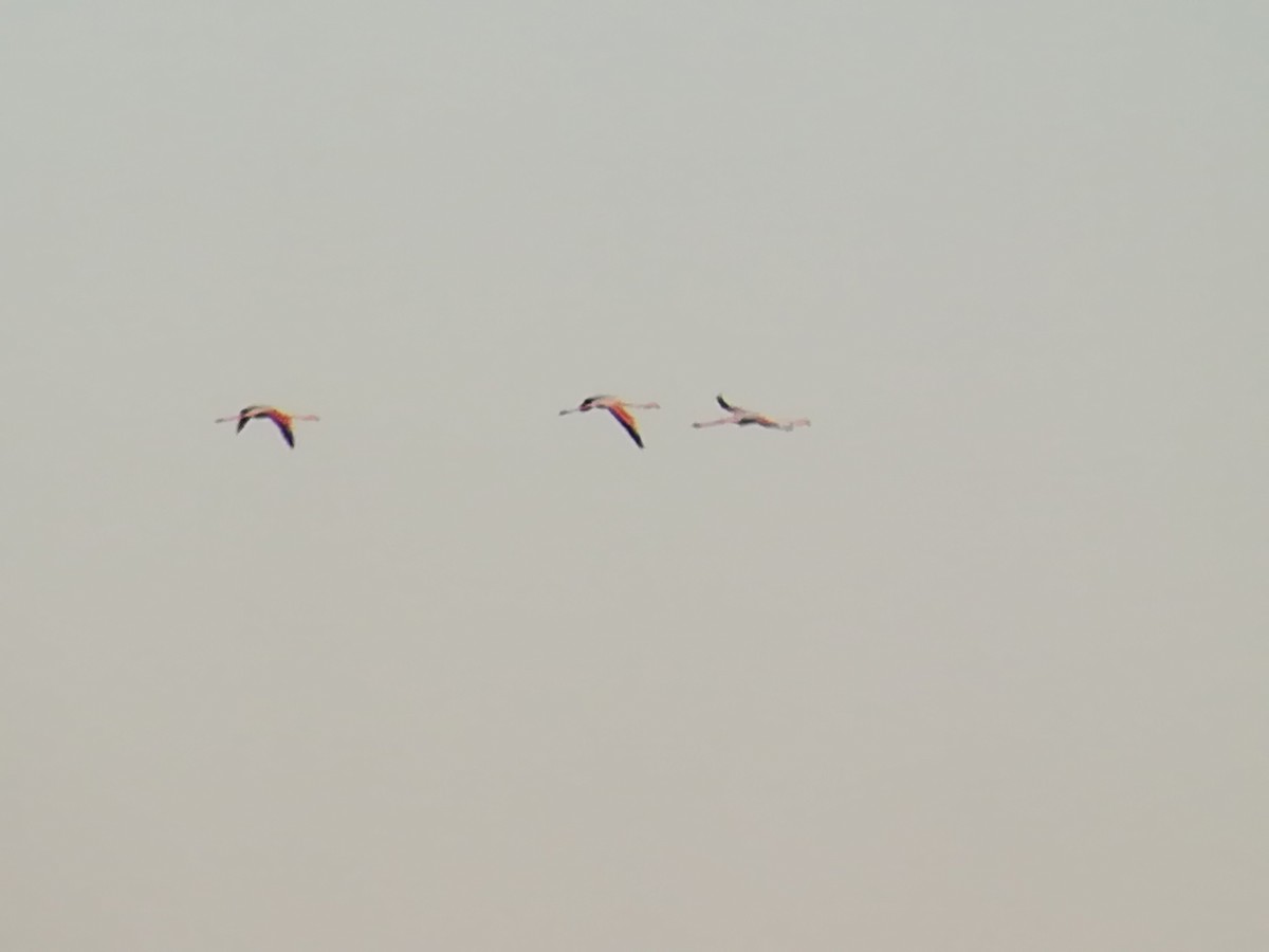 Greater Flamingo - ML161493151