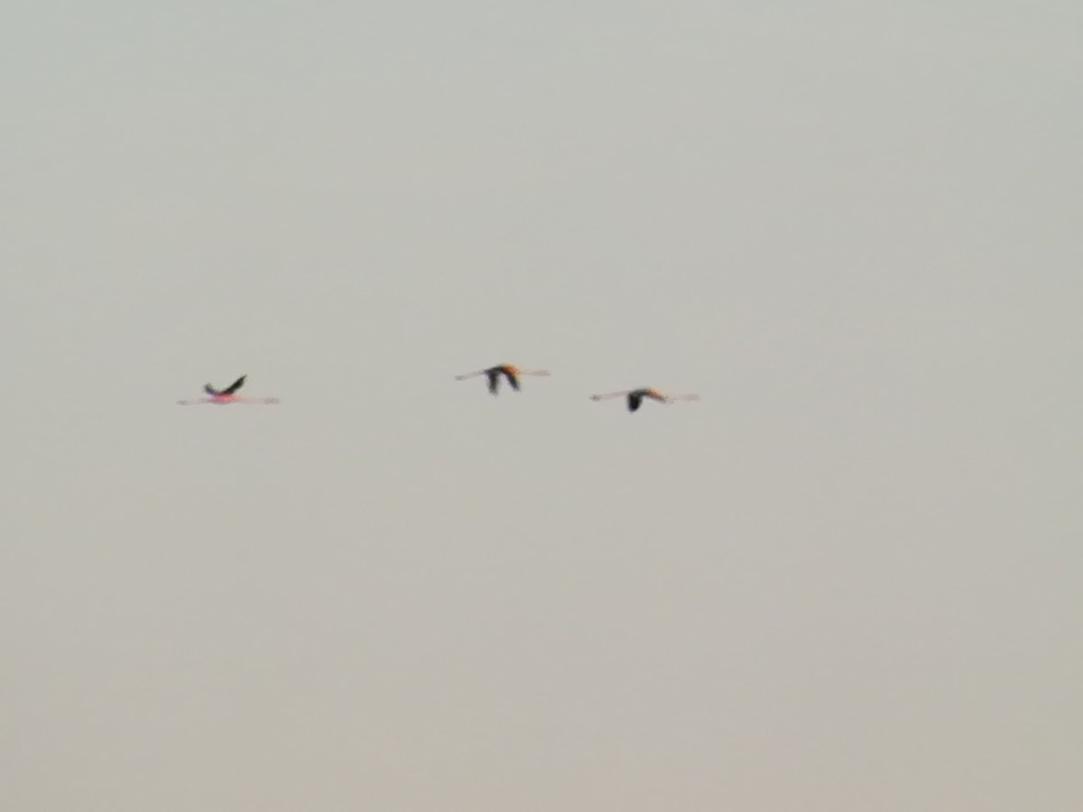Greater Flamingo - Nelson Conceição