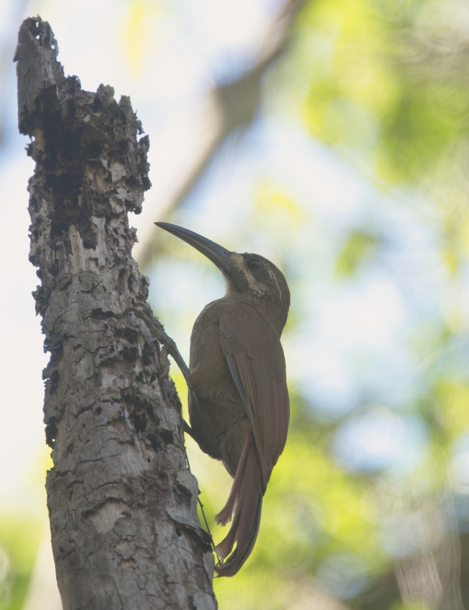 Moustached Woodcreeper - Forrest Rowland