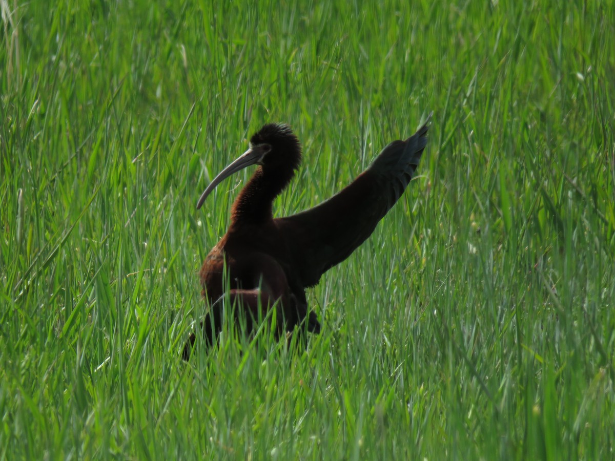 ibis americký - ML161494051