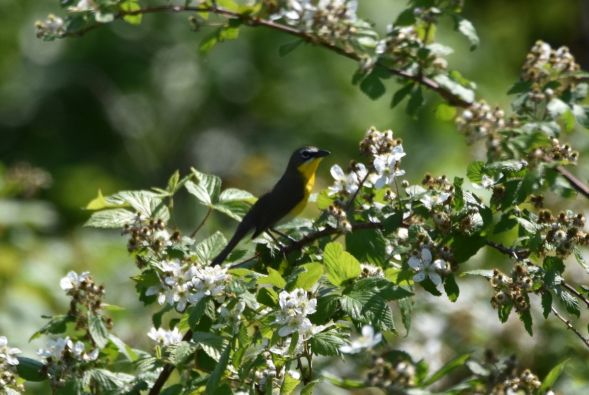 Yellow-breasted Chat - Michael Schall