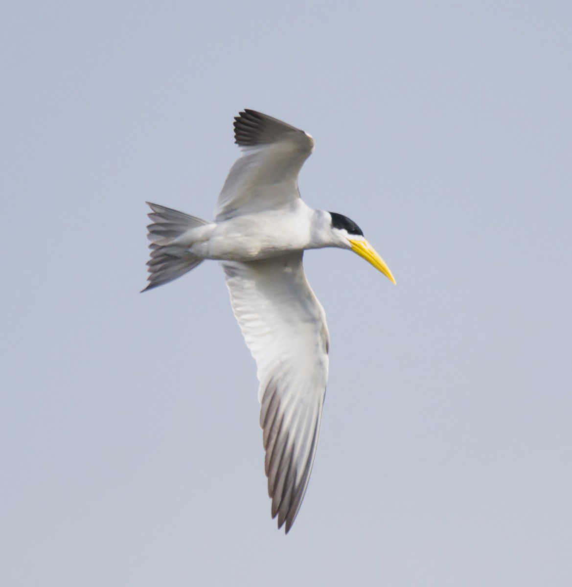 Large-billed Tern - Forrest Rowland