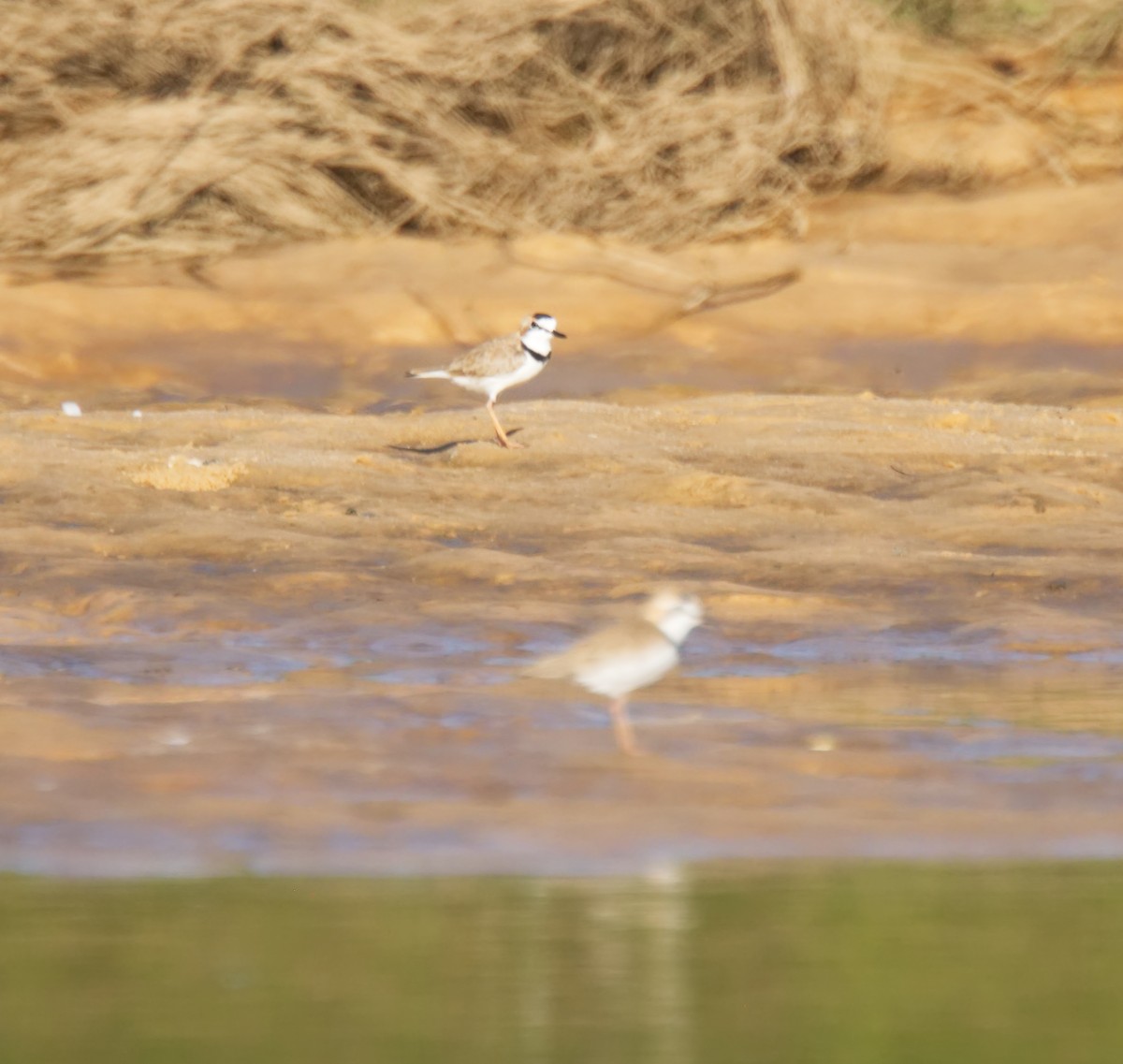 Collared Plover - Forrest Rowland
