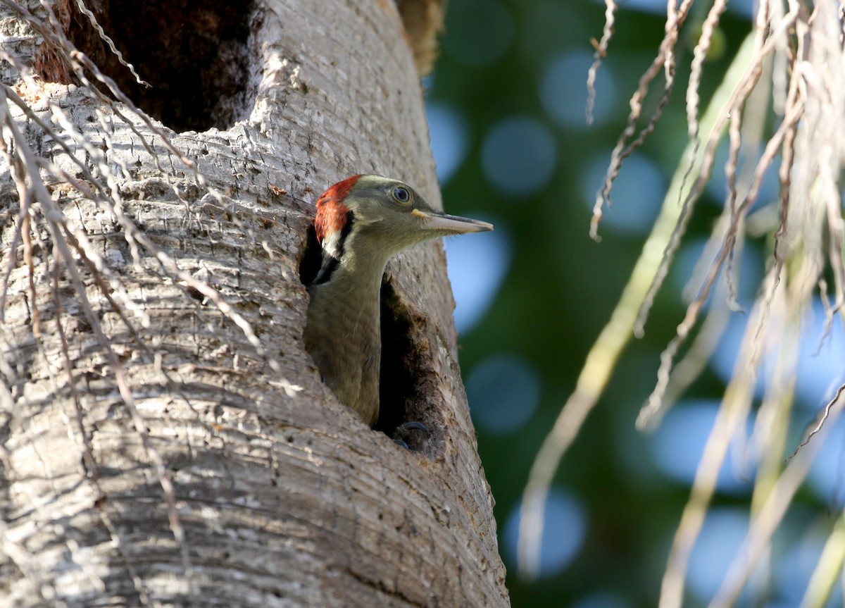 Hispaniolan Woodpecker - ML161498301