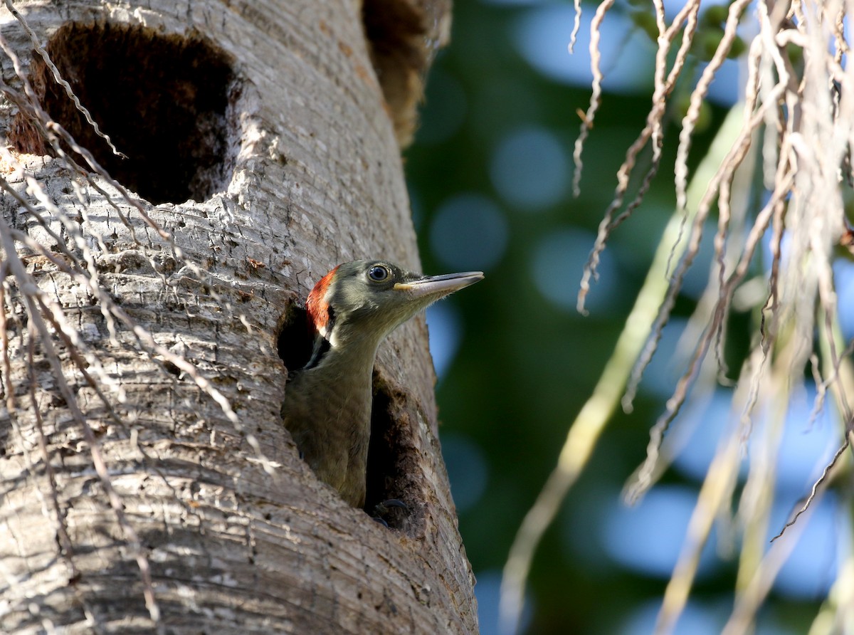 Hispaniolan Woodpecker - ML161498381