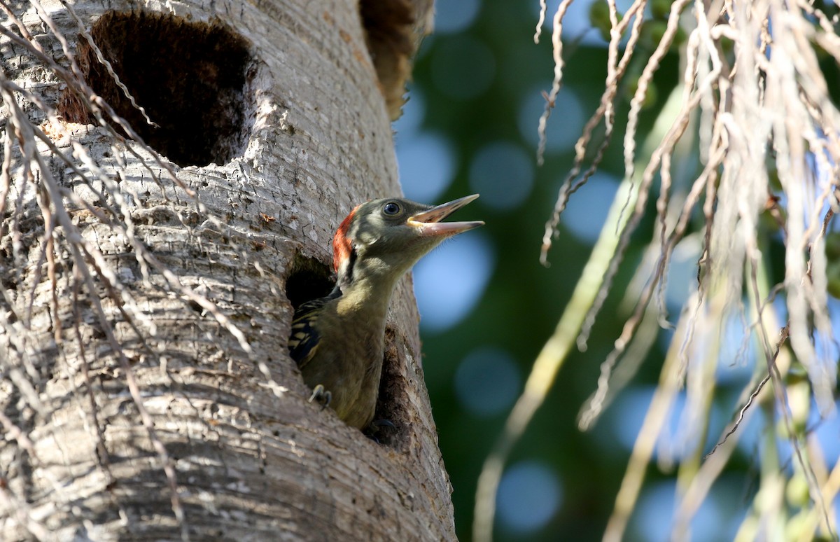 Hispaniolan Woodpecker - ML161498491