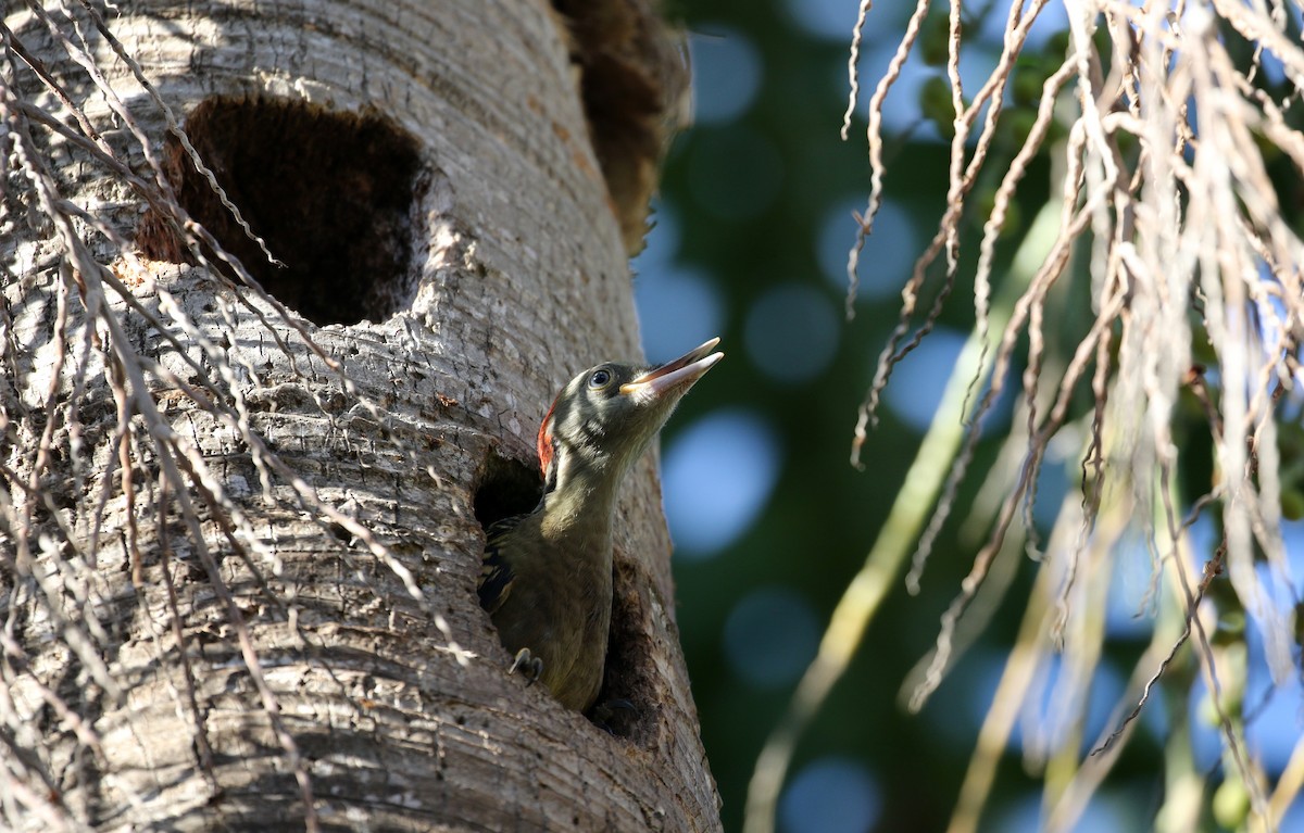 Hispaniolan Woodpecker - ML161498521