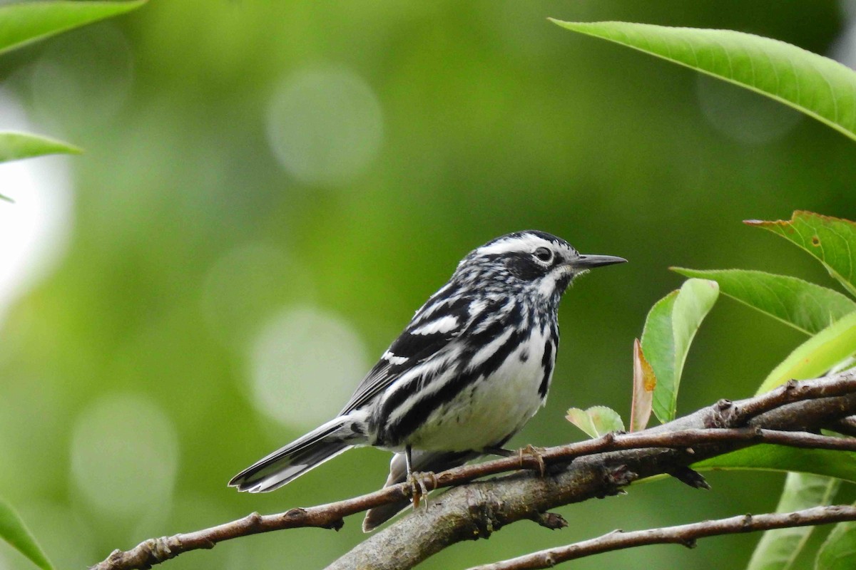 Black-and-white Warbler - ML161501301