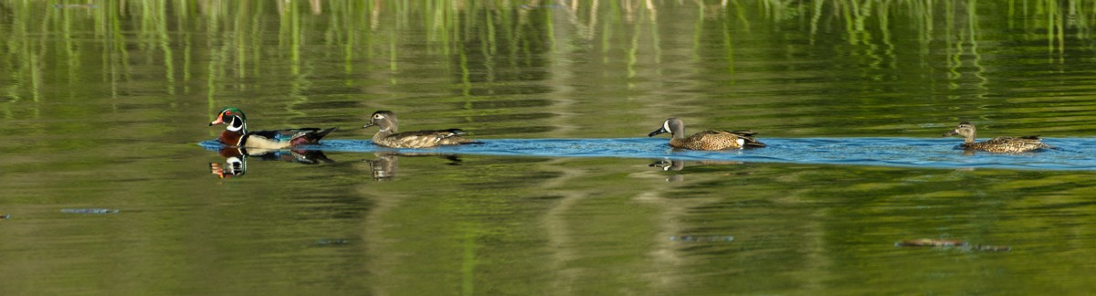 Blue-winged Teal - ML161502161