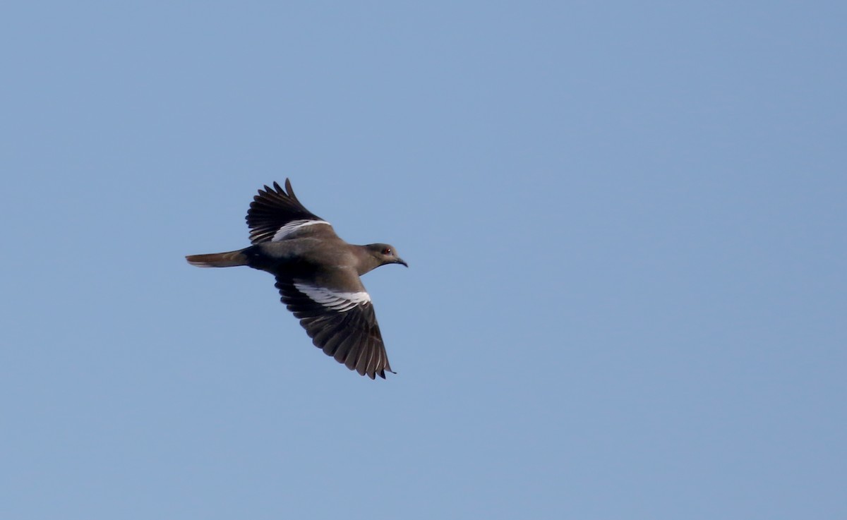 White-winged Dove - ML161502251