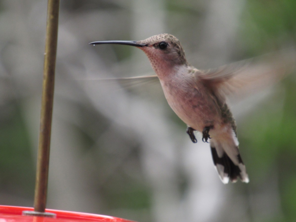 Black-chinned Hummingbird - ML161502991