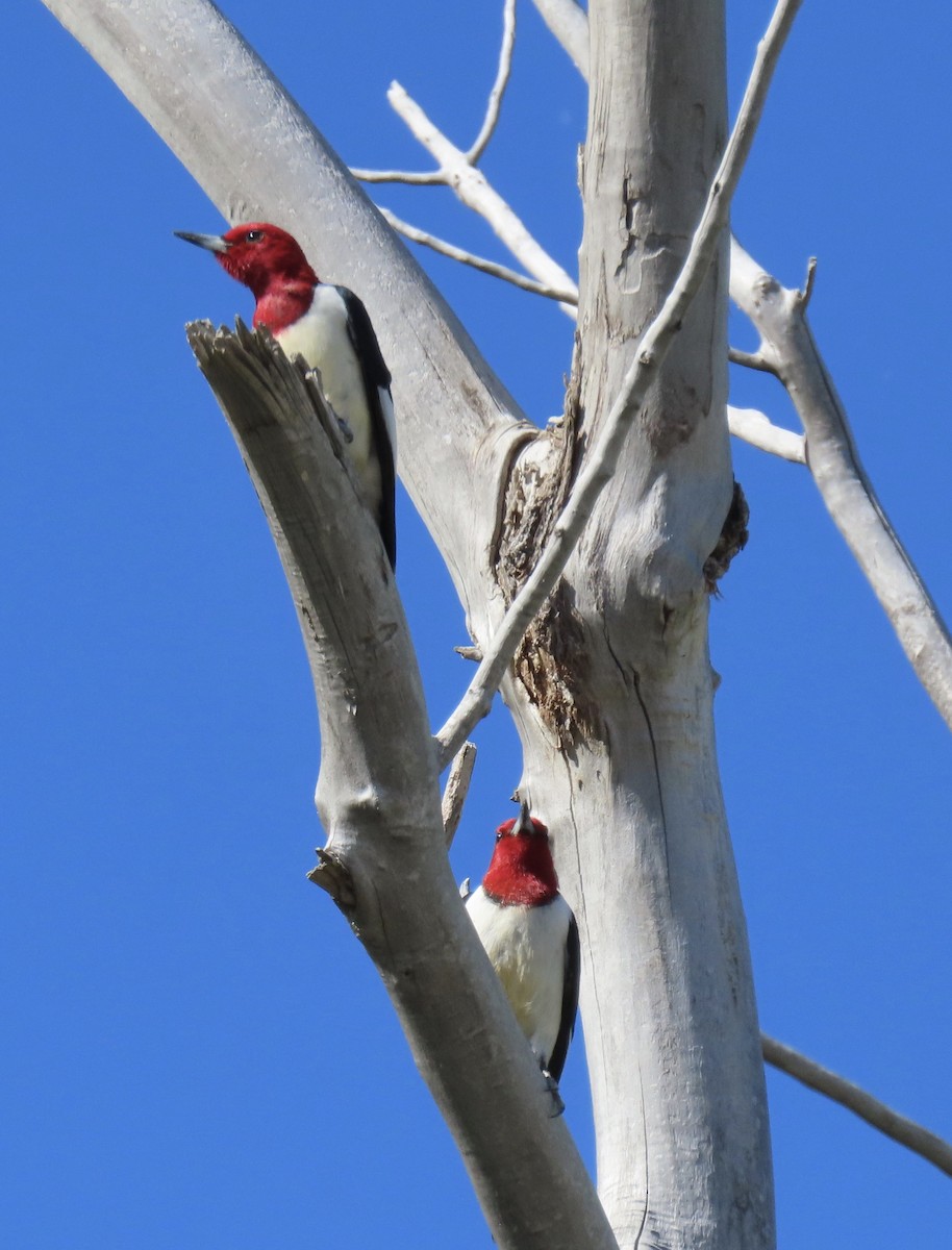 Red-headed Woodpecker - Diane Roberts