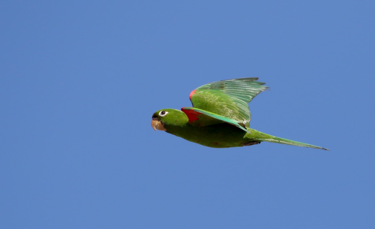 Hispaniolan Parakeet - ML161505481