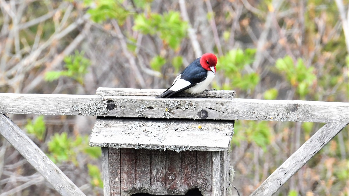 Red-headed Woodpecker - Roger Cote