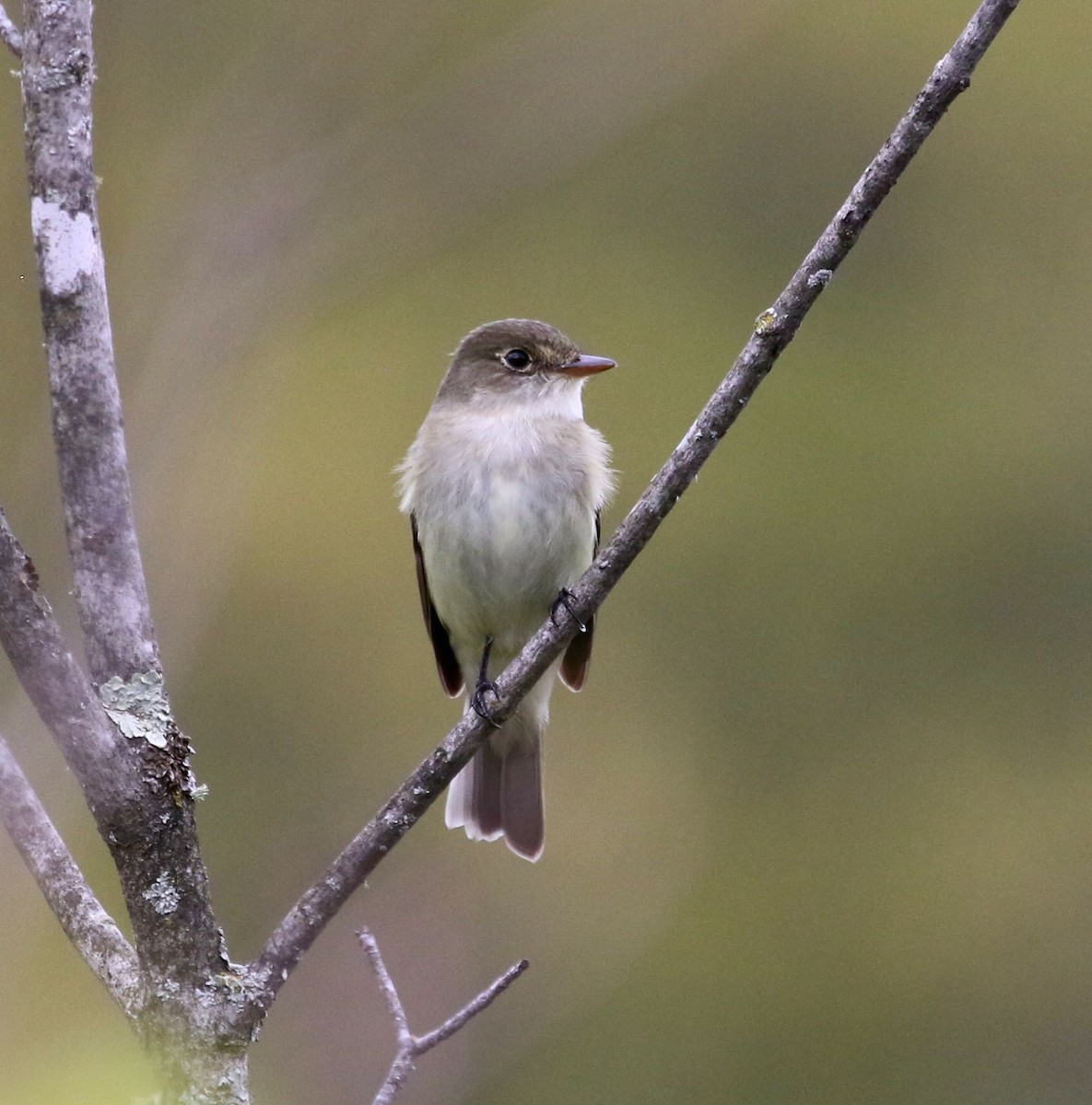 Willow Flycatcher - Mary Backus