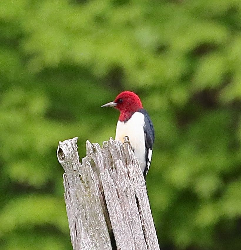 Red-headed Woodpecker - ML161511041