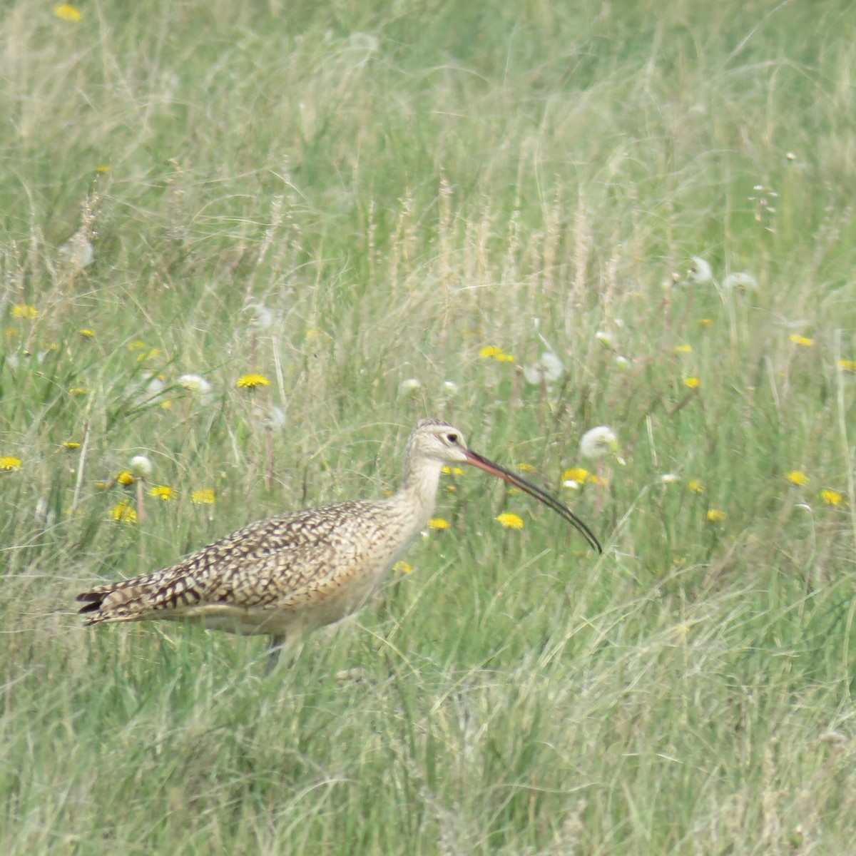 Long-billed Curlew - ML161511471