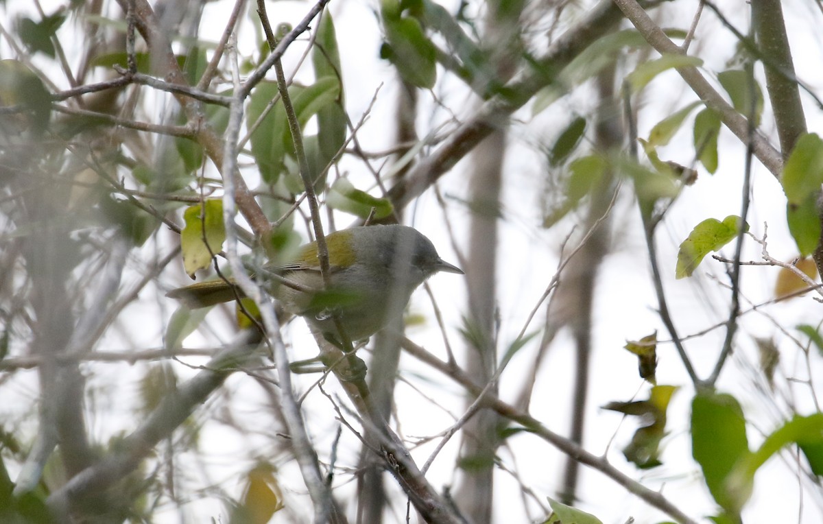 Green-tailed Warbler - ML161512231