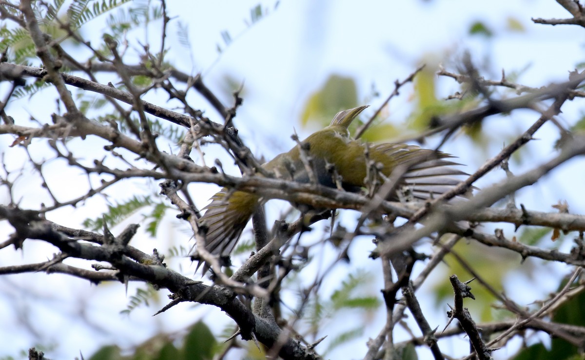 Green-tailed Warbler - ML161512301