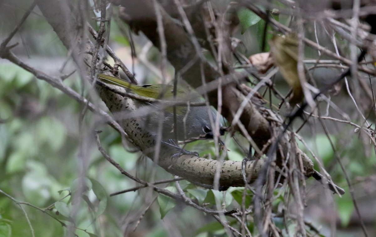 Green-tailed Warbler - ML161512811