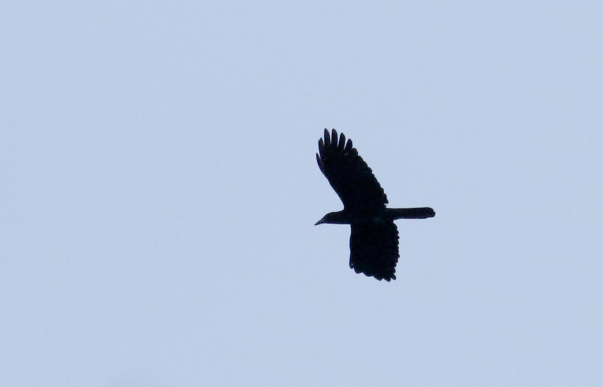 White-necked Crow - ML161515111