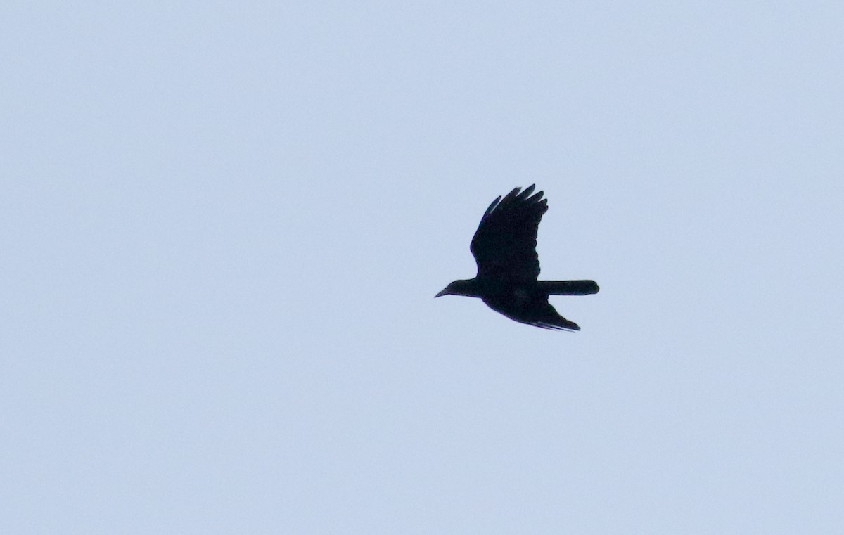 White-necked Crow - ML161515121