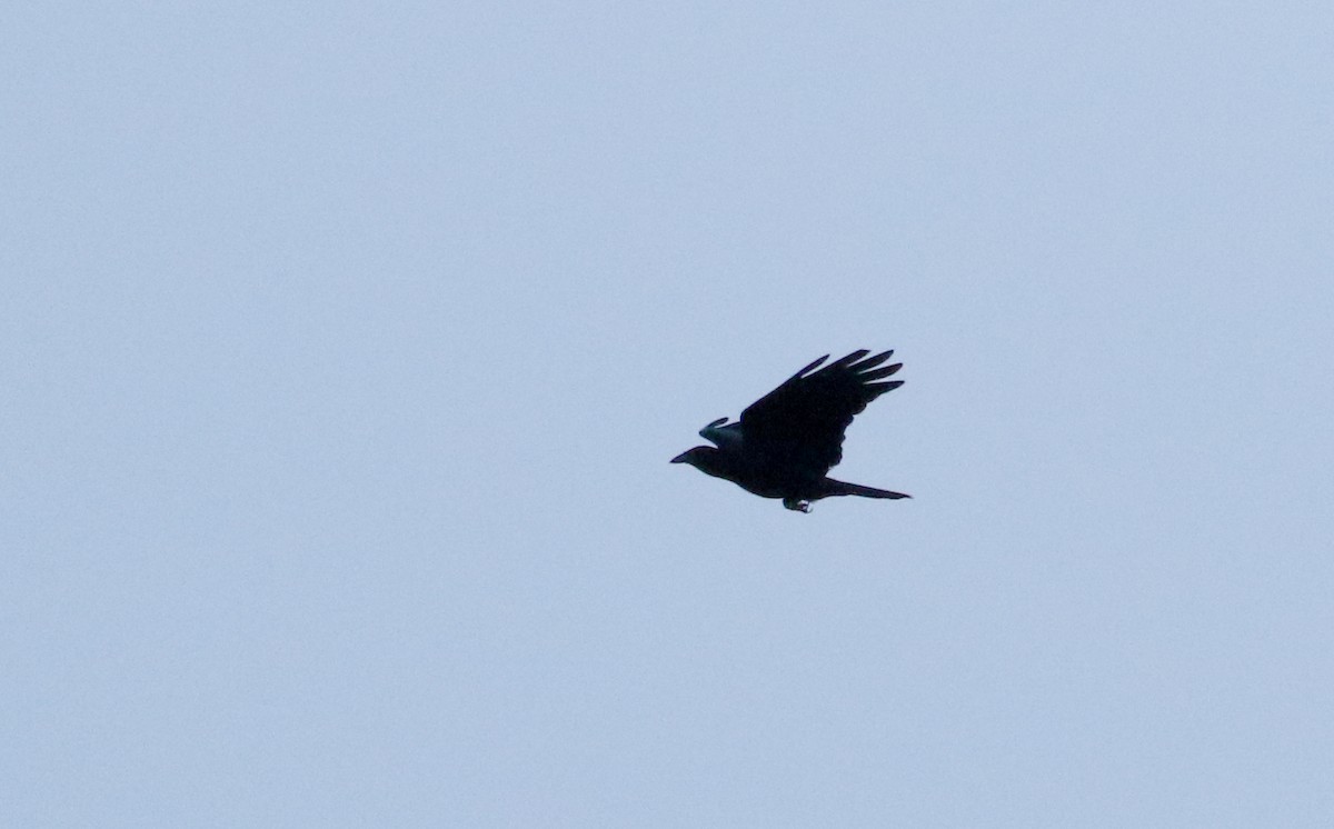 White-necked Crow - ML161515141