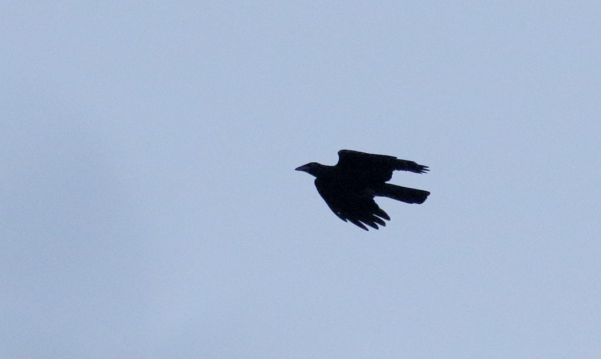 White-necked Crow - ML161515151