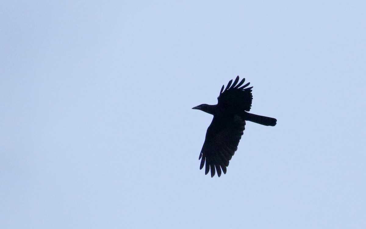 White-necked Crow - ML161515221
