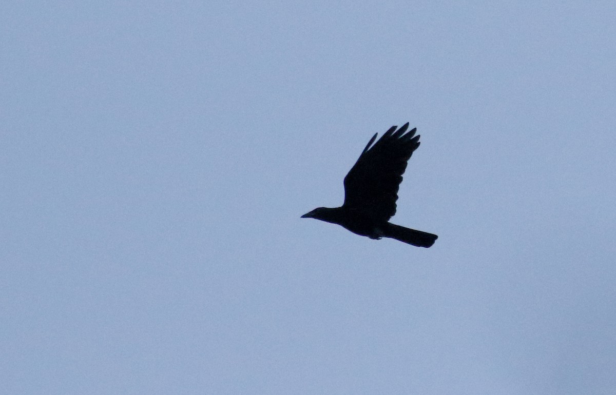 White-necked Crow - ML161515231
