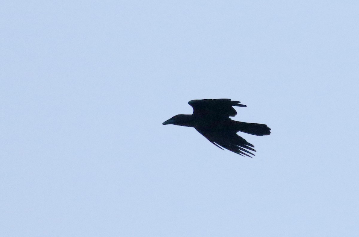 White-necked Crow - ML161515271