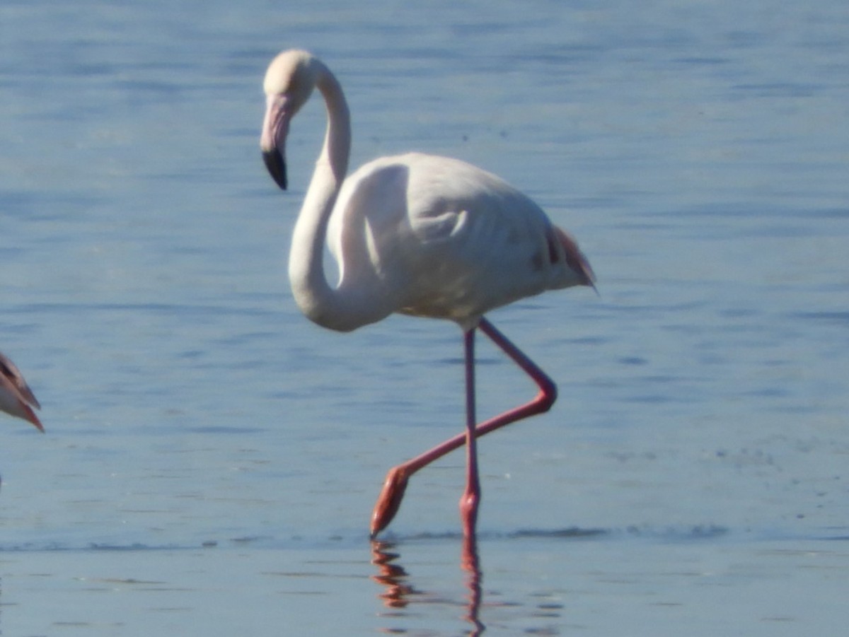 Greater Flamingo - ML161515671