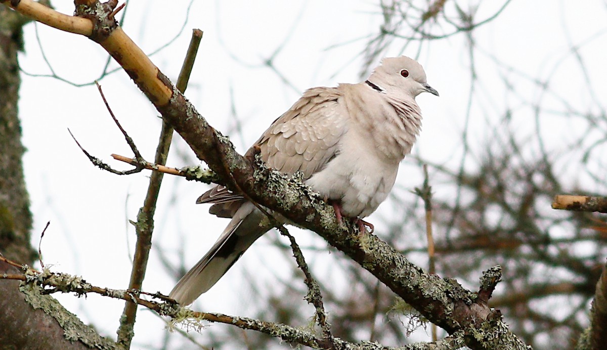 Eurasian Collared-Dove - ML161515831