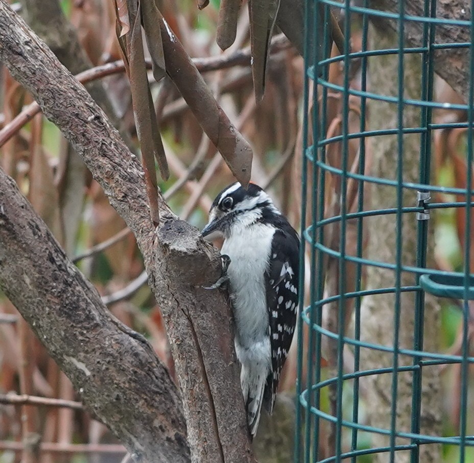Downy Woodpecker (Eastern) - ML161518811