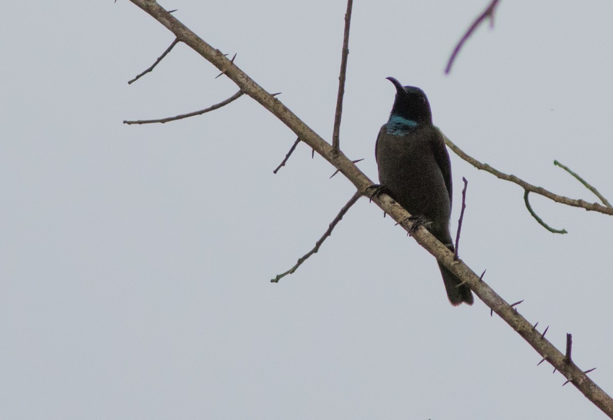 Blue-throated Brown Sunbird - ML161519891