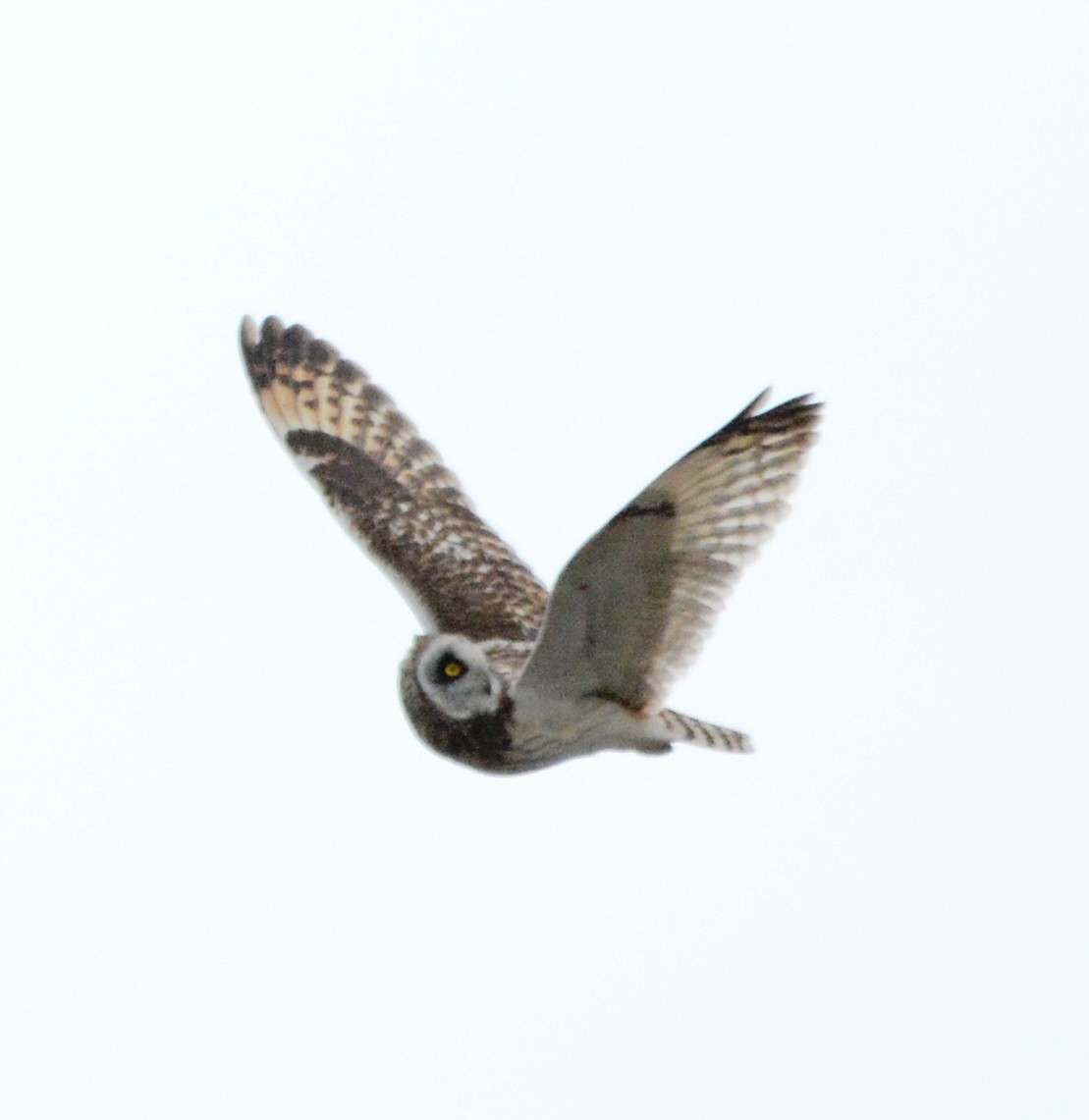 Short-eared Owl - ML161520891