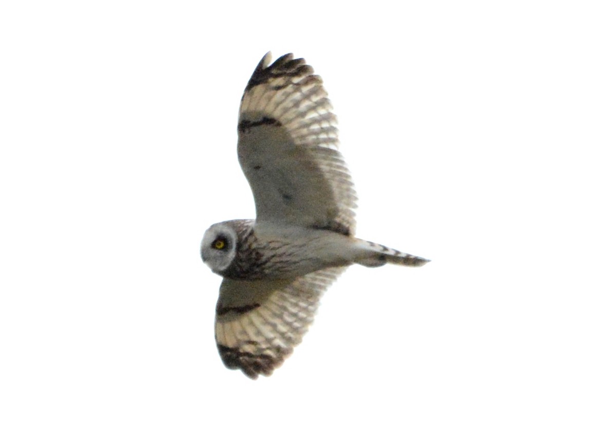 Short-eared Owl - ML161520921