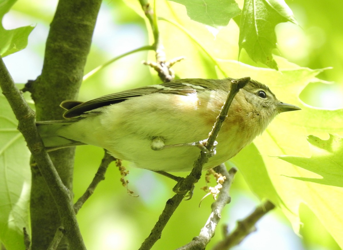 Bay-breasted Warbler - ML161521351