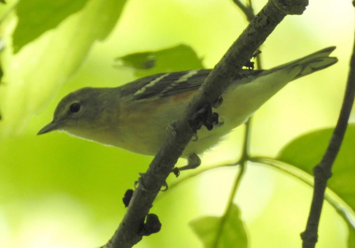 Bay-breasted Warbler - ML161521421