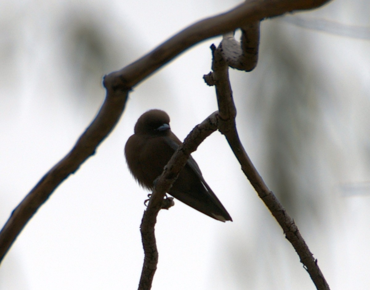 Little Woodswallow - ML161522421