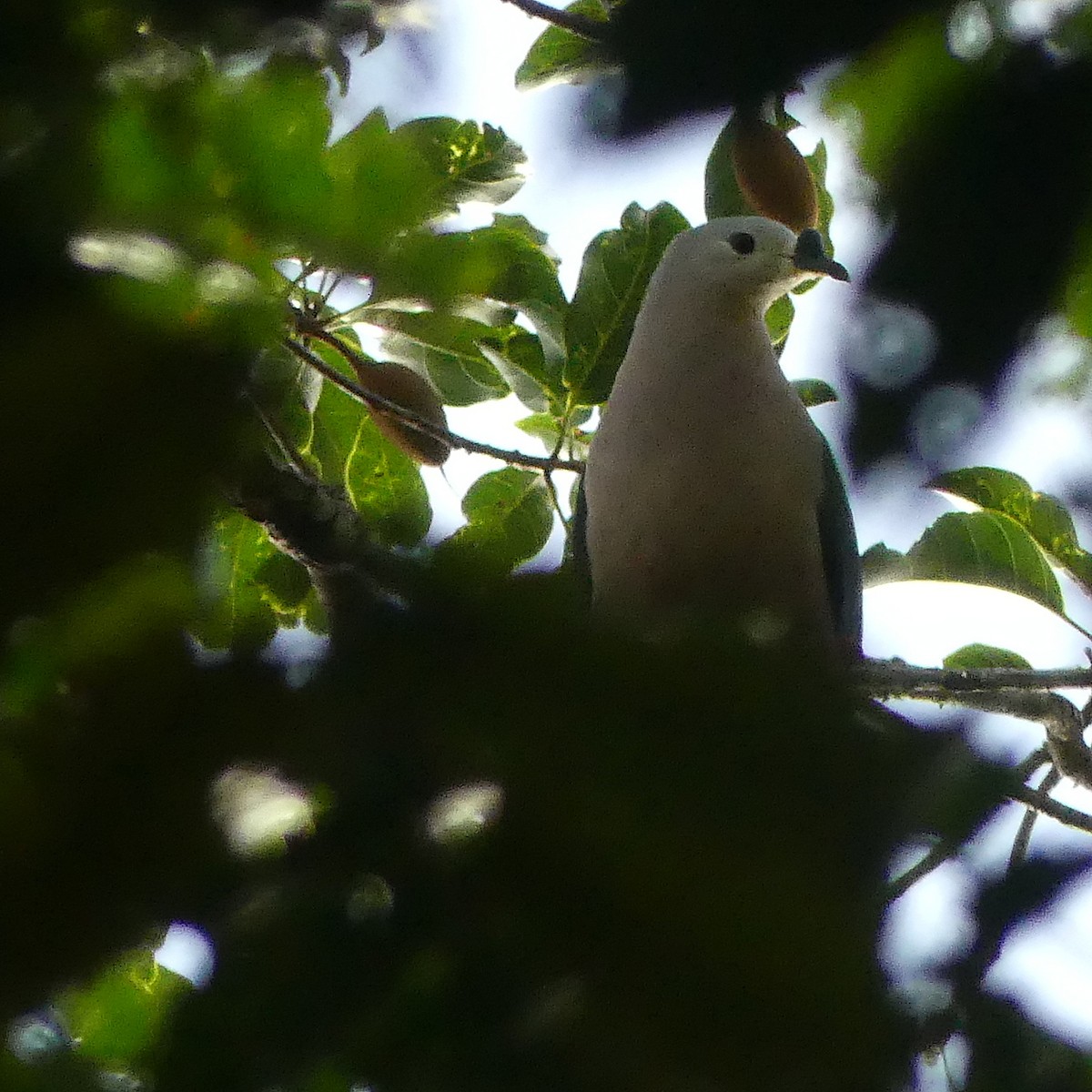Pacific Imperial-Pigeon - Diana Flora Padron Novoa