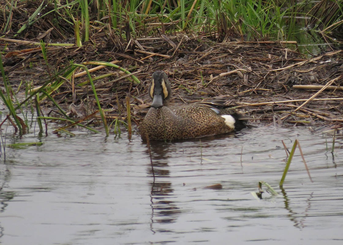 Blue-winged Teal - ML161530961
