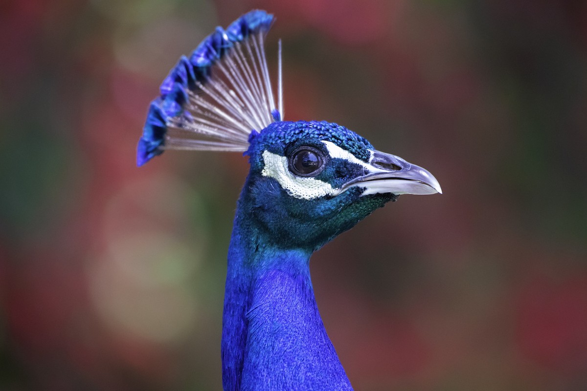 Indian Peafowl (Domestic type) - ML161531871