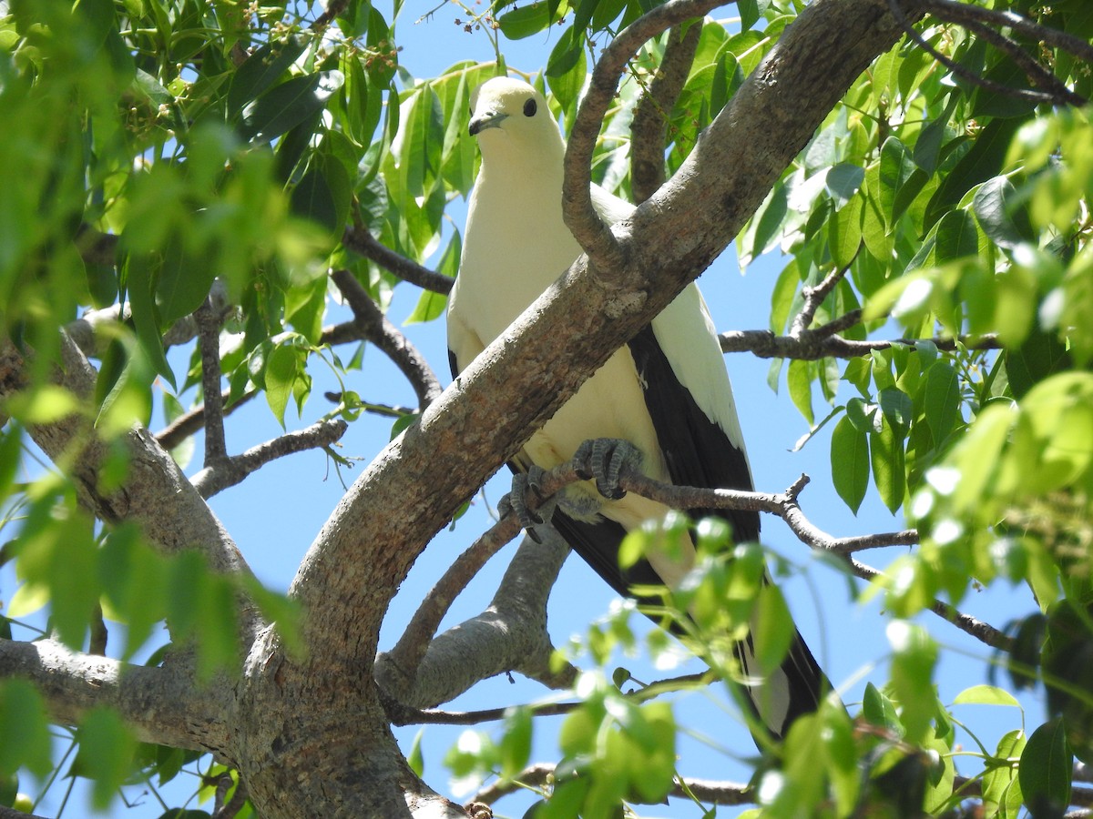 Pied Imperial-Pigeon - ML161534581